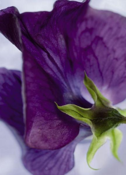 Fototapete 184 x 254 cm – 4-711 Viola – versandkostenfrei in D*